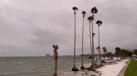 'Big Gusts of Wind and Choppy Waves' in Tampa Bay