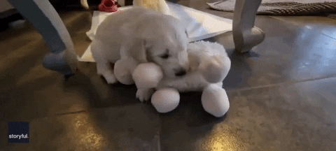 Golden Retriever Dogs GIF by Storyful