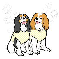 Dog Cavaliers Sticker