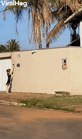 Clever Doggy Rings Doorbell to Get Through Gate