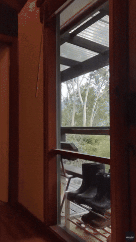 'Hold on Buddy': Koala Clings to Tree in Stormy Weather