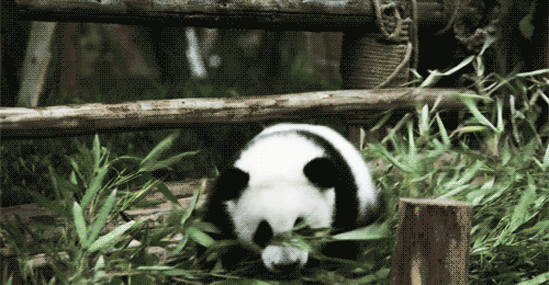 Panda Falling GIF by hoppip