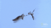 birds spinning GIF by Nat Geo Wild 