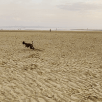 Dog Coming GIF