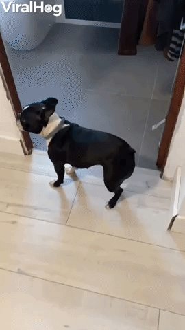 Boston Terrier Lost Toy in Peculiar Spot