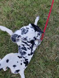 Annie Dalmatian GIF