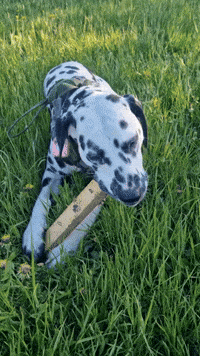 Annie Dalmatian GIF