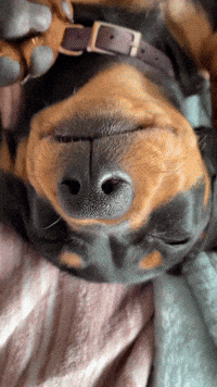 piper_the_dachshund_uk dog puppy tired sleepy GIF