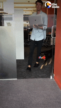 Dog Office GIF by The Dodo