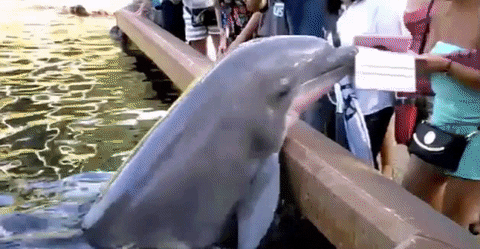 Dolphin Ipad GIF