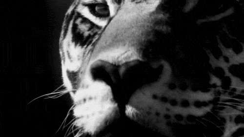tiger GIF