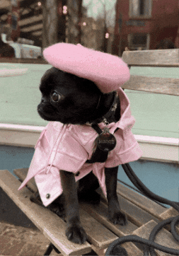 Brussels Griffon Paris GIF by oui one