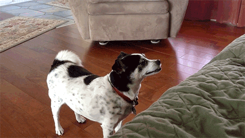 GIF by AFV Epic Fails