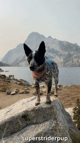 Cattle Dog GIF by Geekster Pets