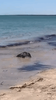 Baby Seal Spotted Alone on South Australian Beach