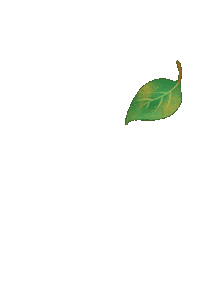 Indonesia Flora Sticker by Sejauh Mata Memandang