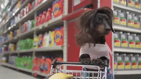 Crusoegifs giphygifmaker grocery groceries funny dogs GIF
