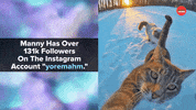 International Cat Day Cats GIF by BuzzFeed