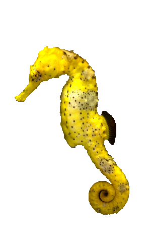 Haus Des Meeres Seahorse Sticker by Haus des Meeres Aqua Terra Zoo