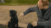 bbc dog puppy bbc high five GIF