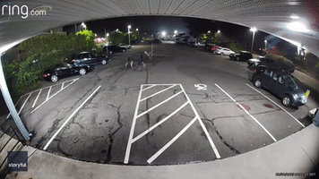 Rogue Moose Strolls Through Connecticut Parking Lot