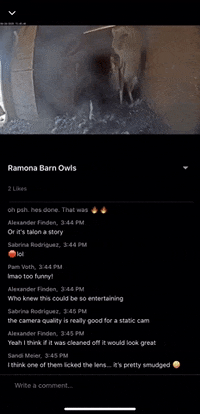 Owl Chat GIF by Mammalz