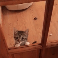 Ridiculously Cute Kittens Beg for Some Fun