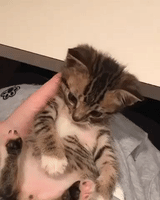 Confused Kitten Plays With Tail