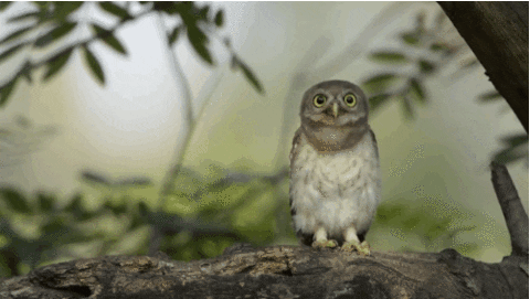 Owl GIF