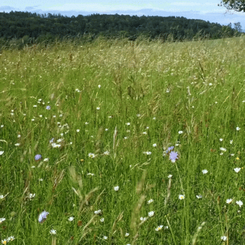 Summer Time GIF by Maria Johnsen