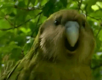 Video gif. Kakapo waggles their head round and round in a teasing manner.