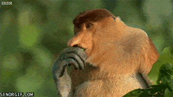 monkey leaves GIF