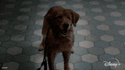 Golden Retriever Dog GIF by Marvel Studios