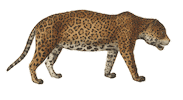 Leopard Jaguar Sticker by Austrian National Library