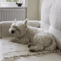 Dog Westie GIF by Naive
