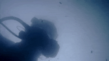 fail gold rush GIF by Discovery Europe