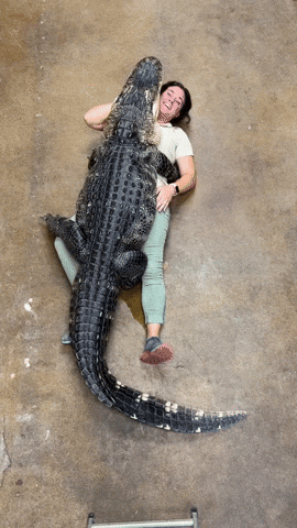 cuteanimalland giphyupload GIF