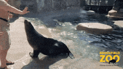 Wave Reaction GIF by Brookfield Zoo