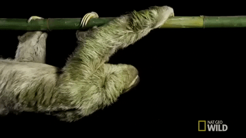 natgeowild giphygifmaker sloth nat geo wild untamed GIF