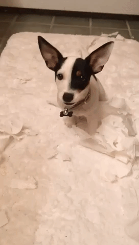Guilty Terrier Is Found in Pile of Shredded Toilet Paper