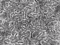 research microbiome GIF by Harvard University