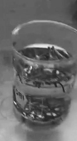 felipeosorniolechedevirgentrimegisto giphyupload GIF
