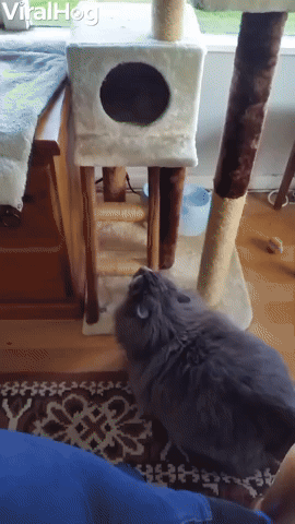 Cat Too Fat To Fit In Tower