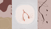 ladeees wishbone lades ladestutuşmak ladesoyunu GIF