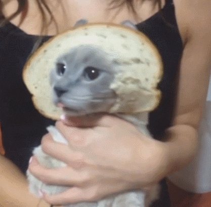 cat bread GIF