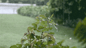 rain GIF