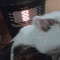 Cute Cat GIF