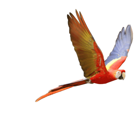 Scarlet Macaw Education Sticker by Mandai Wildlife Reserve