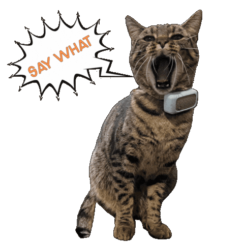 Cat What Sticker