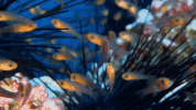 symphony for our world GIF by Nat Geo Wild 